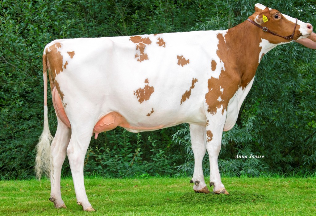 Great Mo Red PP (+2858 GTPI / +154 RZG) embryos from the Aiko's!
