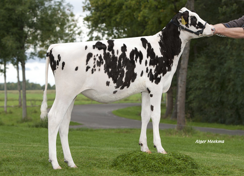 http://www.eurogenes.com/assets/ckfinder/images/VekisElsaQueenlr.jpg